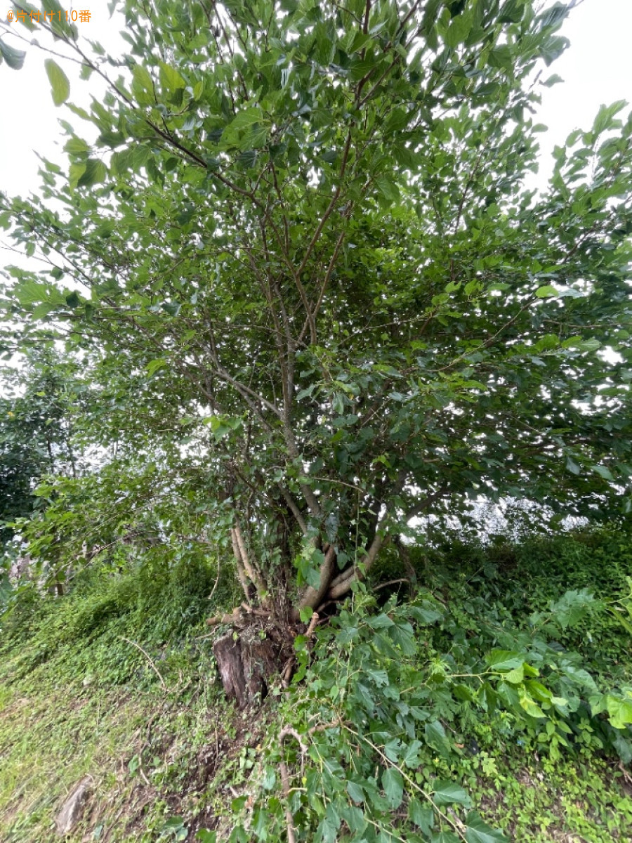 草刈り作業ご依頼　お客様の声